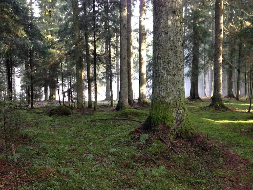 Pension Altvogtshof Айзенбах Экстерьер фото